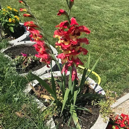 公寓 Rozsabarack Vendeghazak *