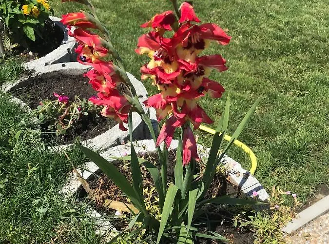 Apartment Rozsabarack Vendeghazak *